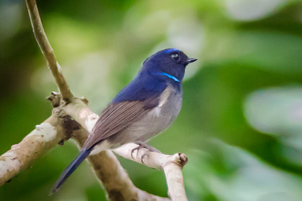 Small Niltava
