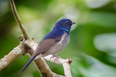 Niltava macgrigoriae