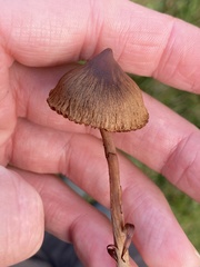 Psathyrella bipellis
