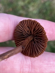 Psathyrella bipellis
