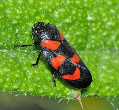 Cercopis vulnerata