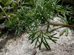 Batrachium