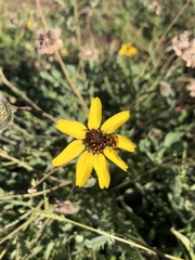 Berlandiera lyrata
