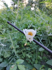 Argemone albiflora