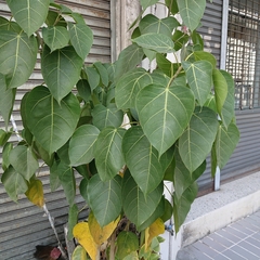 Ficus rumphii