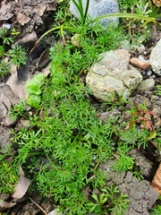 Batrachium