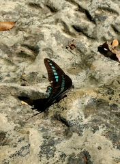 Graphium milon