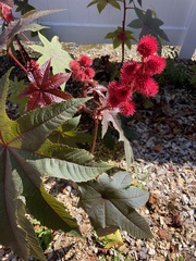 Ricinus