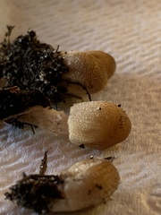 Micacei