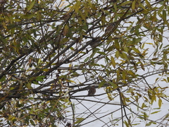 Passer montanus