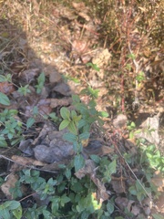 Thymus pulegioides