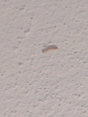 Plodia interpunctella