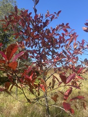 Oxydendrum