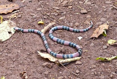 Micrurus altirostris