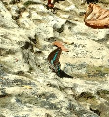 Graphium milon