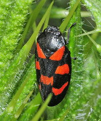Cercopis vulnerata