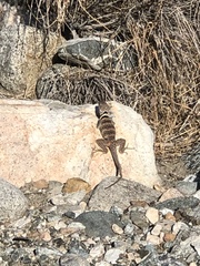 Crotaphytus bicinctores