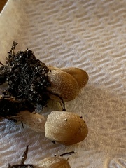 Micacei