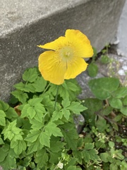 Papaver cambricum