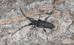 Saperda carcharias