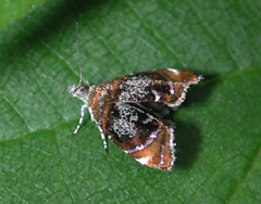 Prochoreutis inflatella