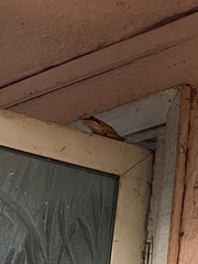 Polypedates maculatus