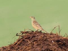 Emberiza hortulana