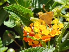 Hylephila phyleus