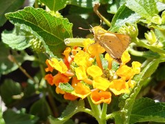 Hylephila phyleus