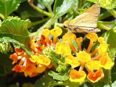 Hylephila phyleus