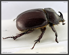Phyllognathus excavatus