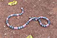 Micrurus altirostris