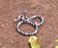 Micrurus altirostris