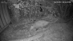 Didelphis virginiana