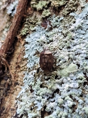 Antiteuchus
