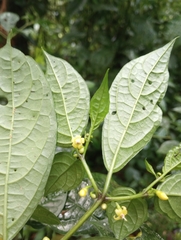 Witheringia meiantha