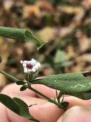 Symphyotrichum lateriflorum