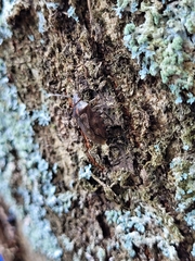 Antiteuchus