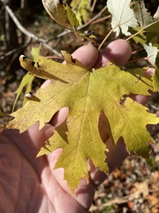 Acer saccharinum