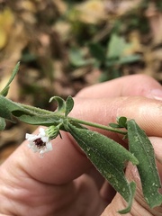 Symphyotrichum lateriflorum