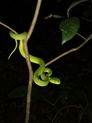 Trimeresurus popeiorum