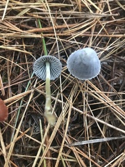 Mycena griseoviridis