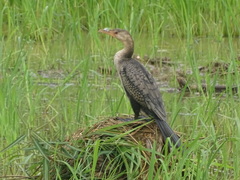 Microcarbo africanus