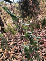 Symphyotrichum lateriflorum
