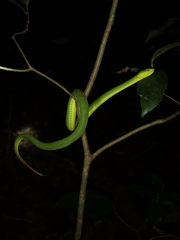 Trimeresurus popeiorum