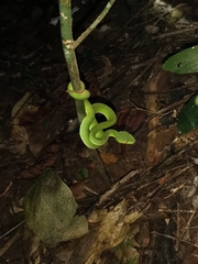 Trimeresurus popeiorum