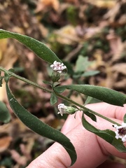Symphyotrichum lateriflorum