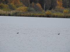Podiceps cristatus