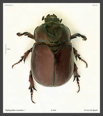 Phyllognathus excavatus