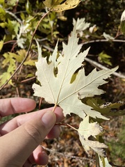 Acer saccharinum